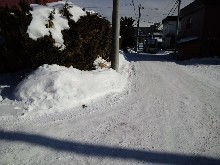 小雪-1（櫻庭）.jpg