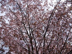22.5.14見事な桜-2.jpg