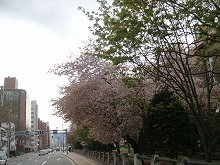 22.5.10桜-2.jpg