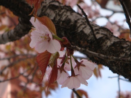 22.5.14見事な桜-4.jpg