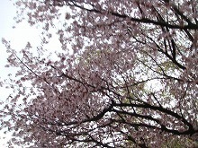 22.5.10桜-3.jpg