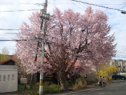 22.5.14見事な桜-5.jpg