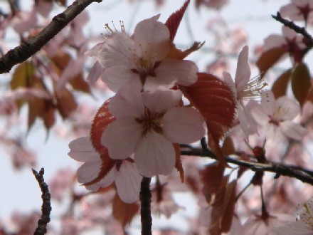 22.5.14見事な桜-3.jpg
